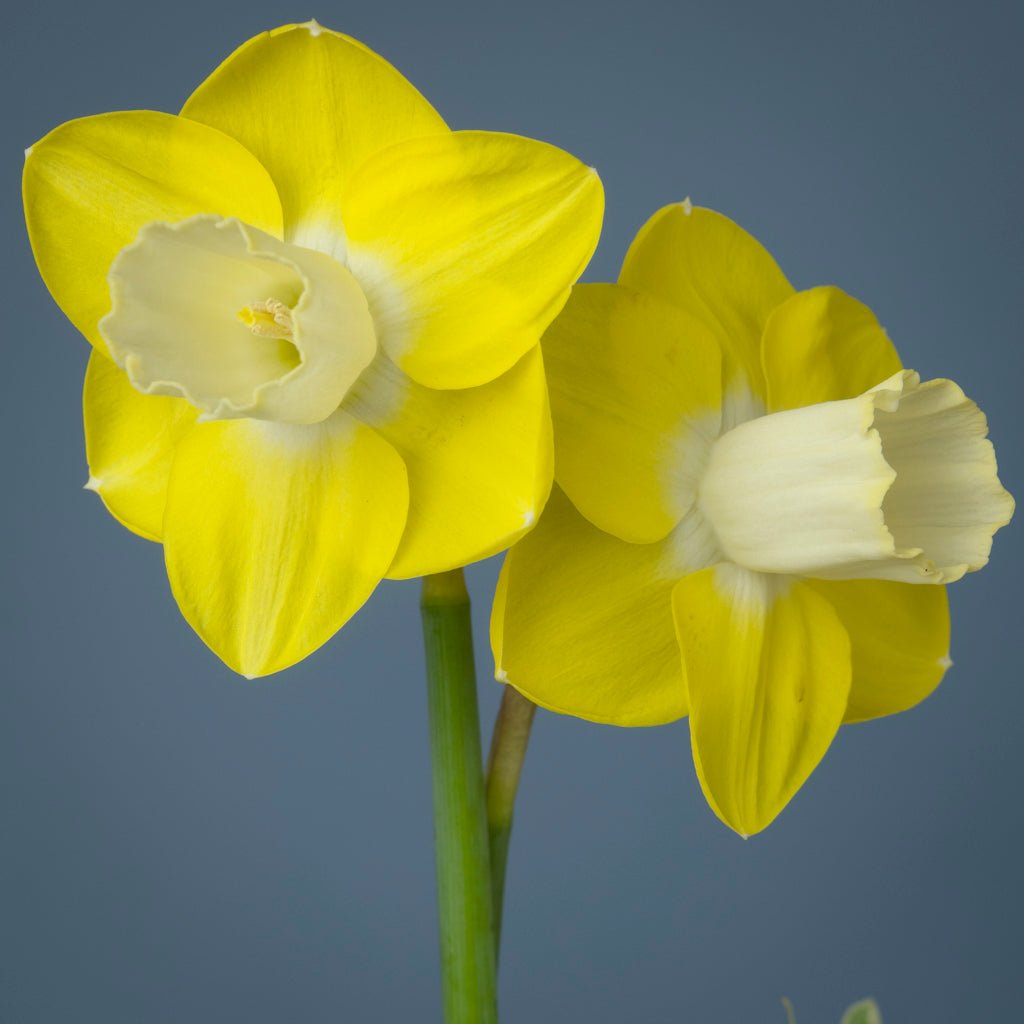 Castle Acre - Special Narcissus - Fluwel