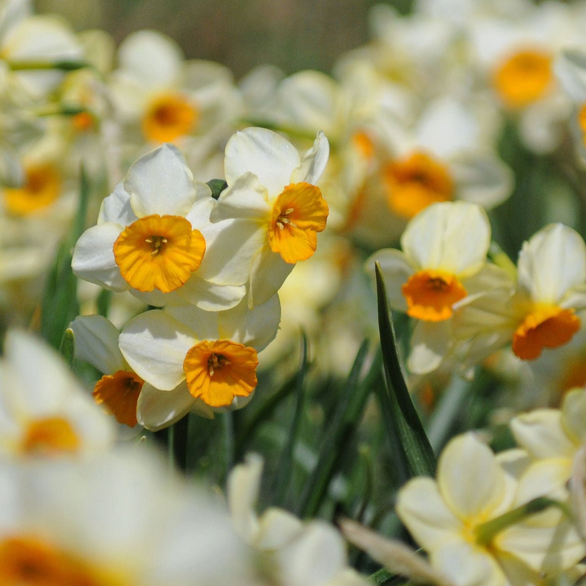 Chappie - Special Narcissus - Fluwel