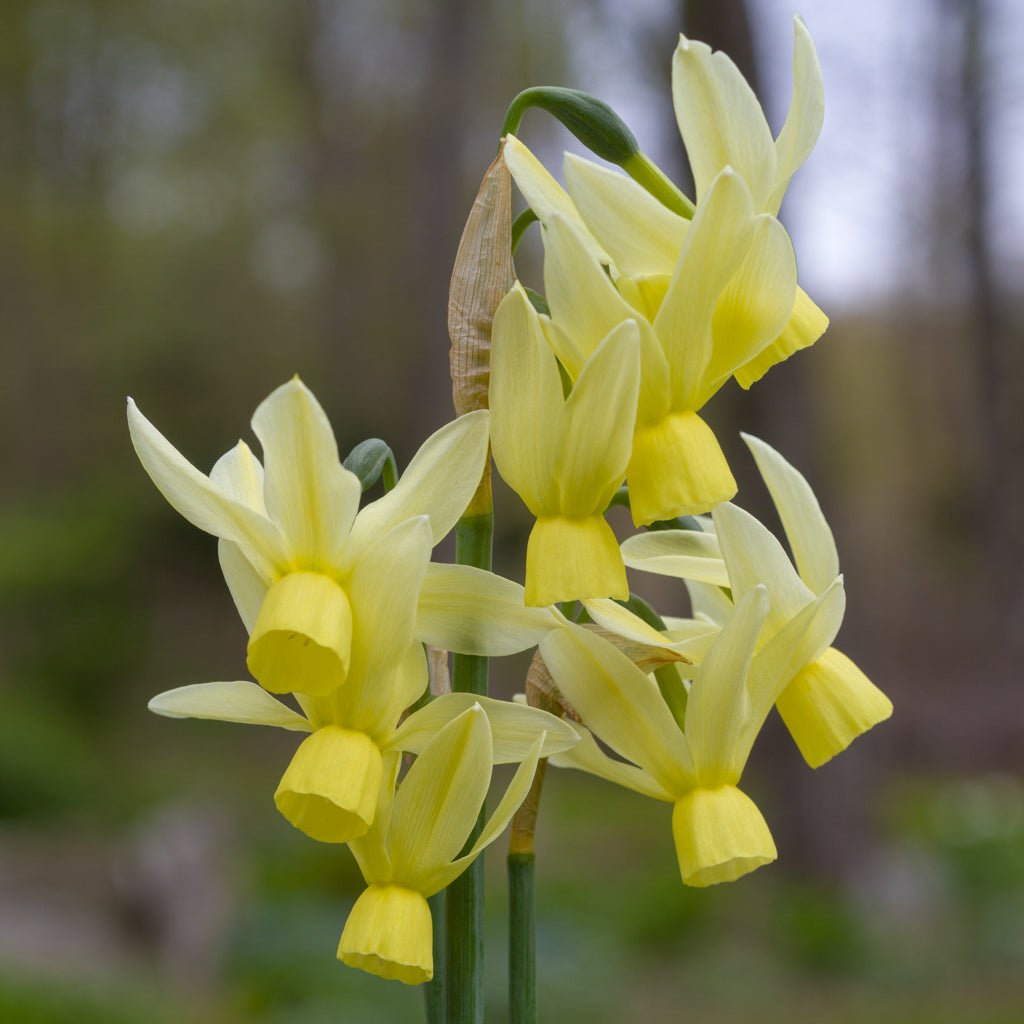 Chipper - Special Narcissus - Fluwel