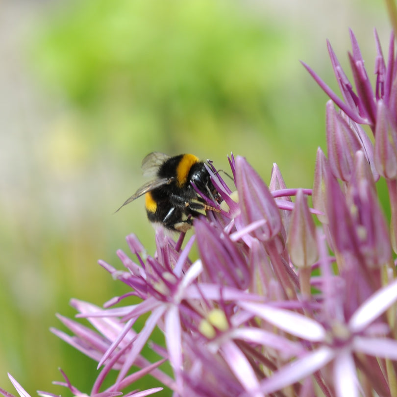 A bee in an Allium flower