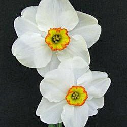 Clovelly Ayr - Special Narcissus - Fluwel