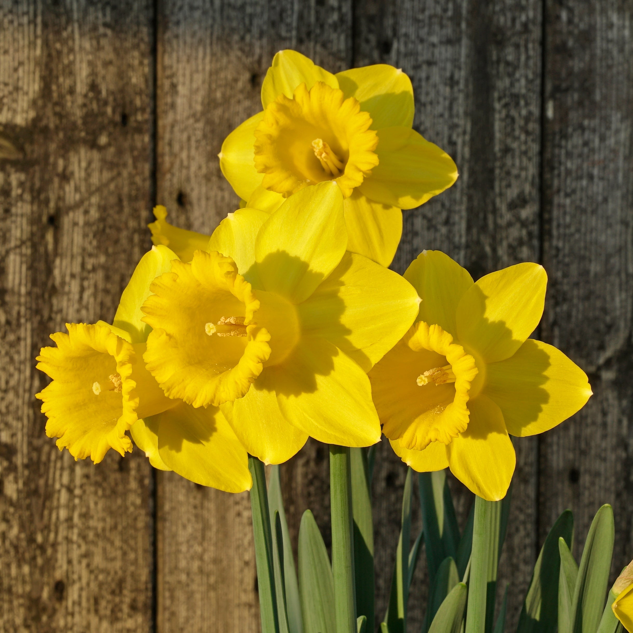 Cock - a - doodle - doo - Special Narcissus - Fluwel