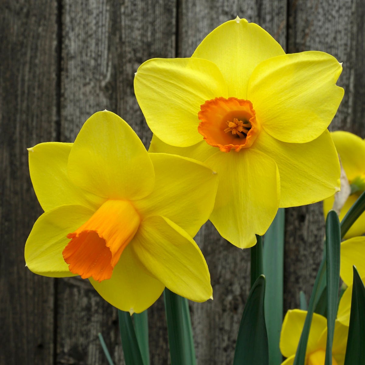 Corby Candle - Special Narcissus - Fluwel