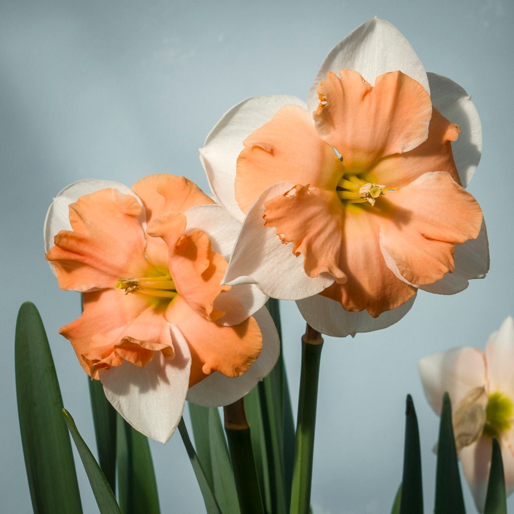 Cosine - Special Narcissus - Fluwel
