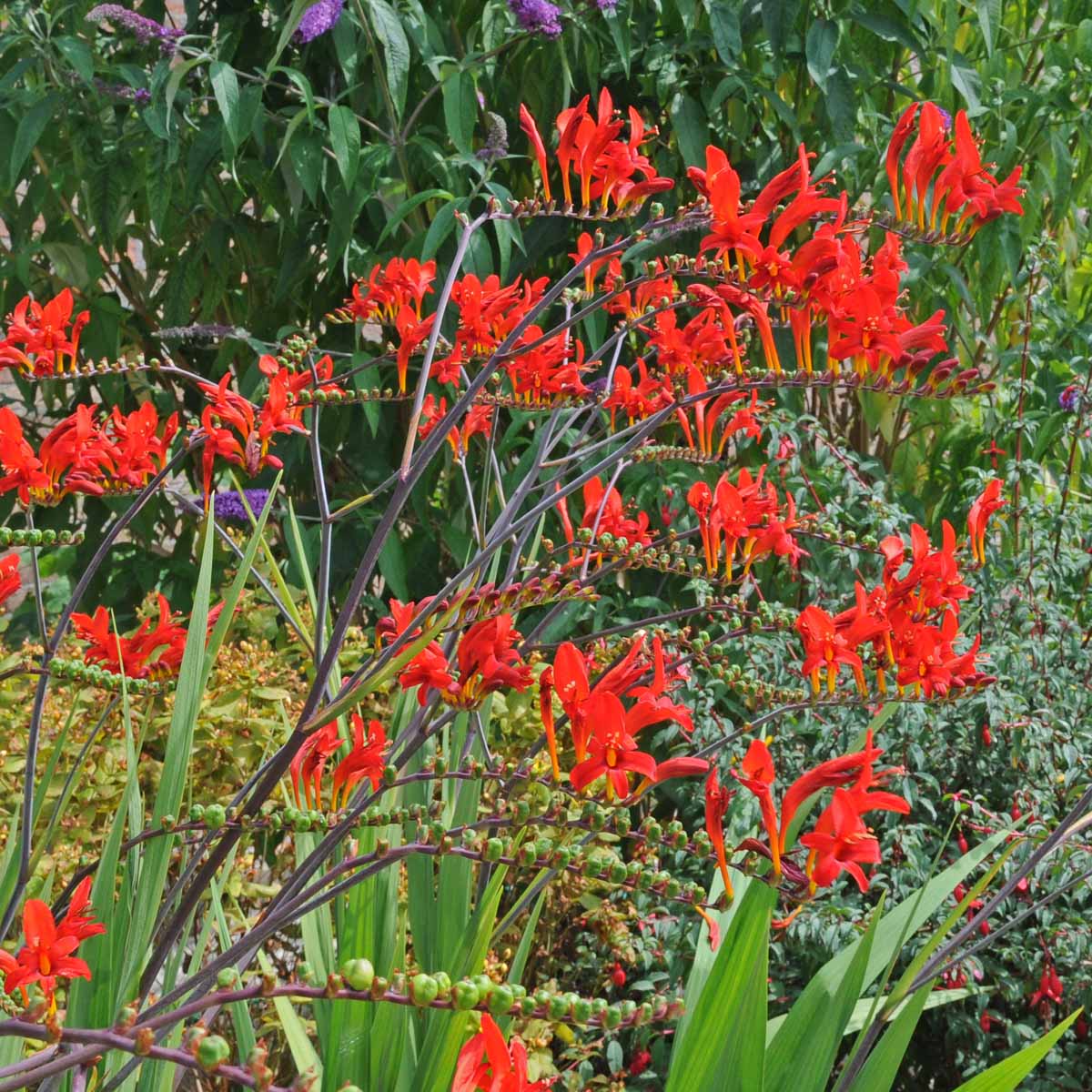 Crocosmia Lucifer - Summer special bulbs - Fluwel