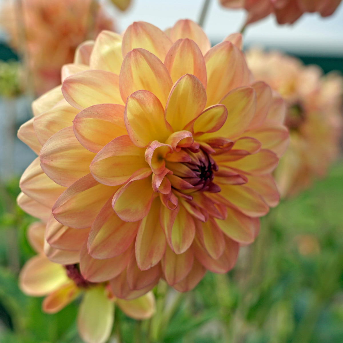 Dahlia Ace Summer Sunset - Dahlias - Fluwel