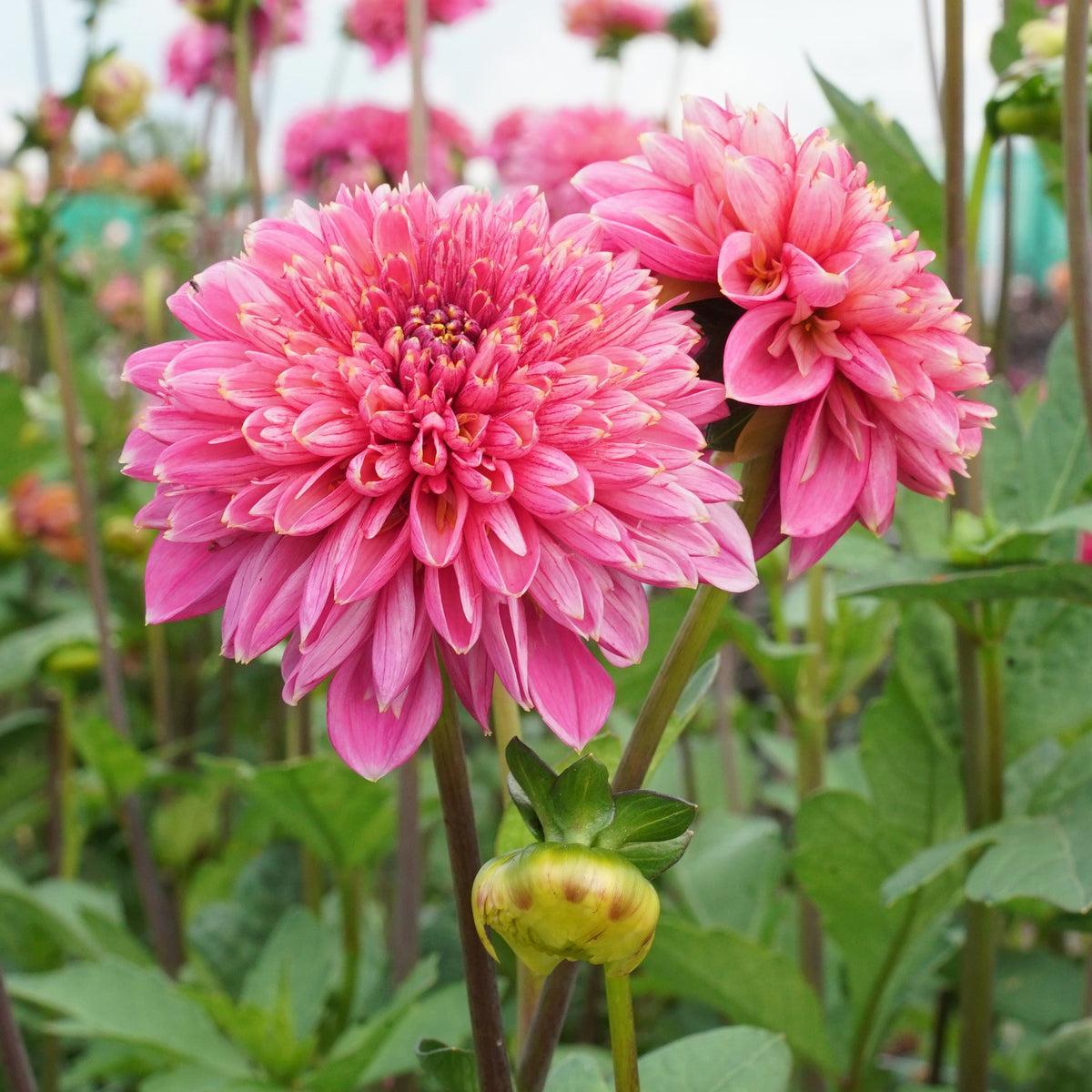 Dahlia Alyshia - Dahlias - Fluwel