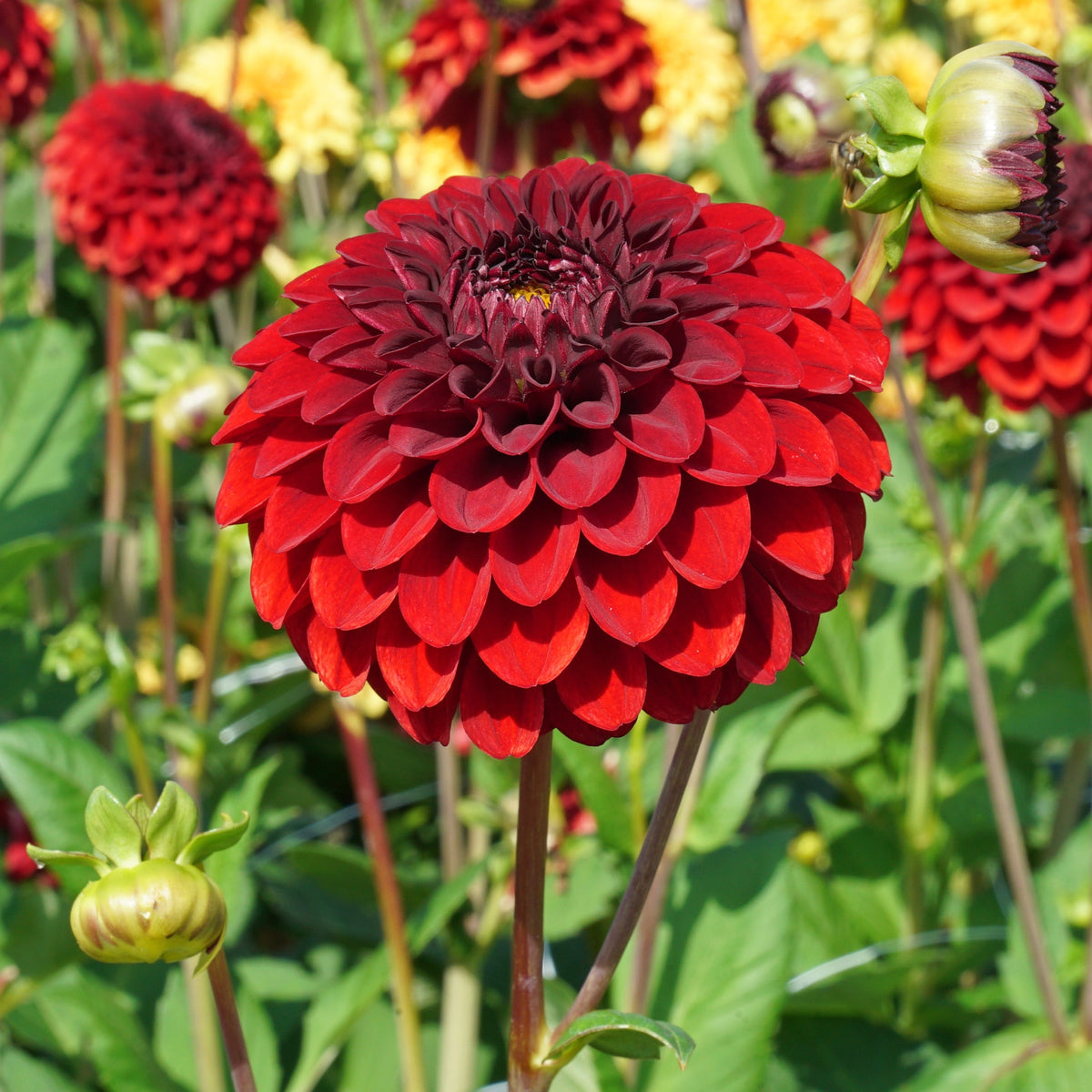 Dahlia Bizon Red - Dahlias - Fluwel