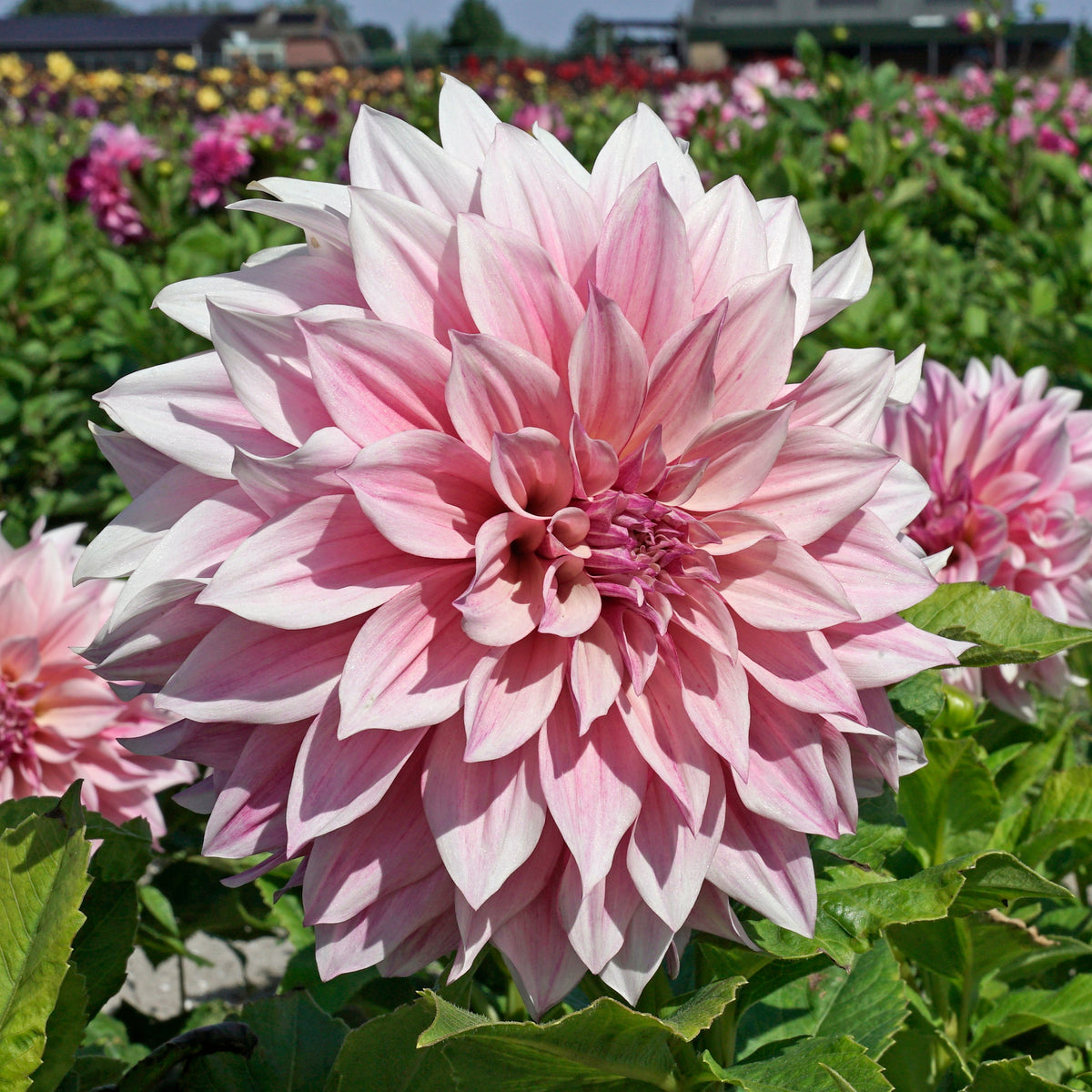 Dahlia Cafe Completo - Dahlias - Fluwel