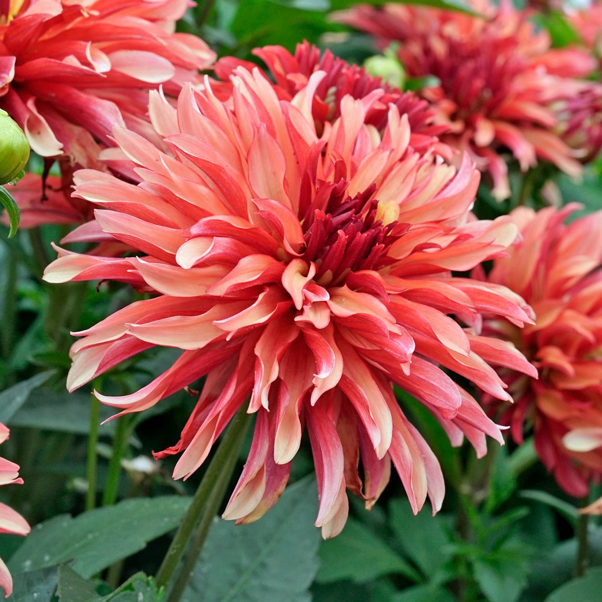 Dahlia Gallery Art Deco - oranje dahlia - Fluwel