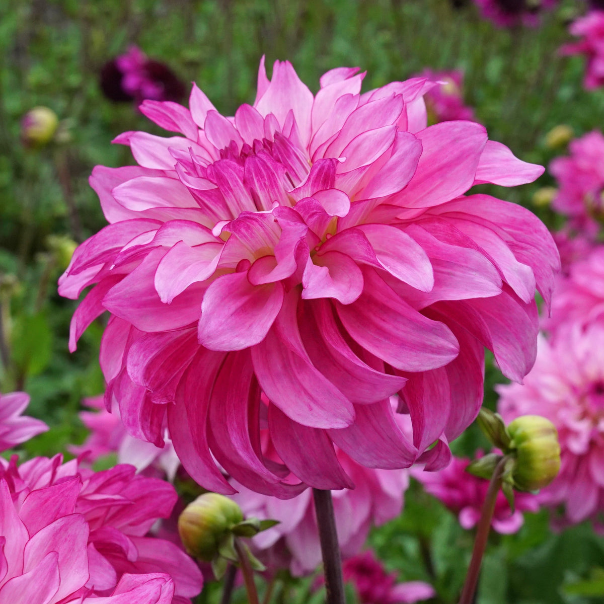 Dahlia Lizz Baaij - roze dahlia - Fluwel