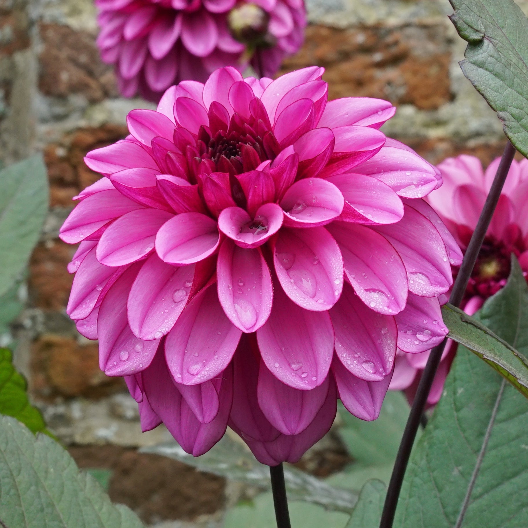 Dahlia Melissa Anna Marijke - Dahlias - Fluwel