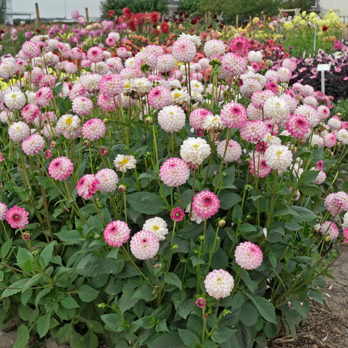 Dahlia Pink Isa - roze dahlia - Fluwel