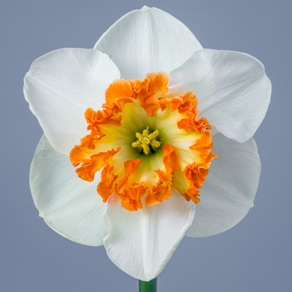 Debs Jewel - Special Narcissus - Fluwel