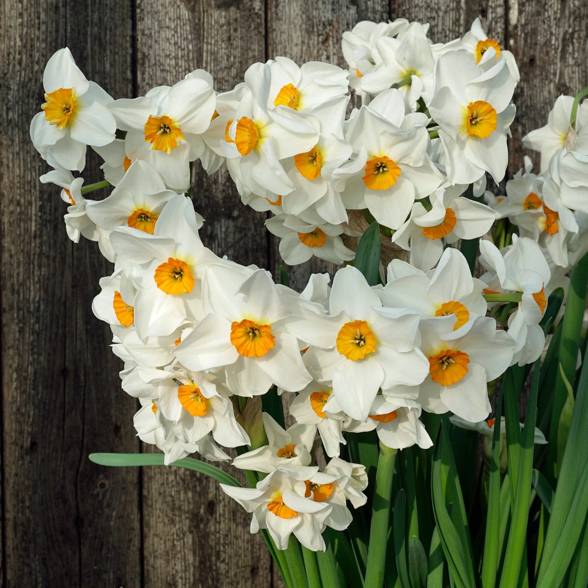 Early Splendour - Special Narcissus - Fluwel
