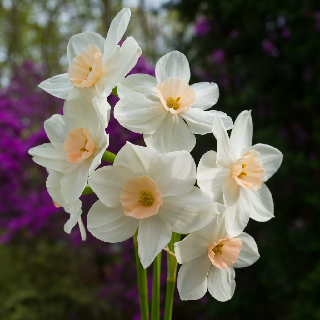 Fencourt Jewel - Special Narcissus - Fluwel