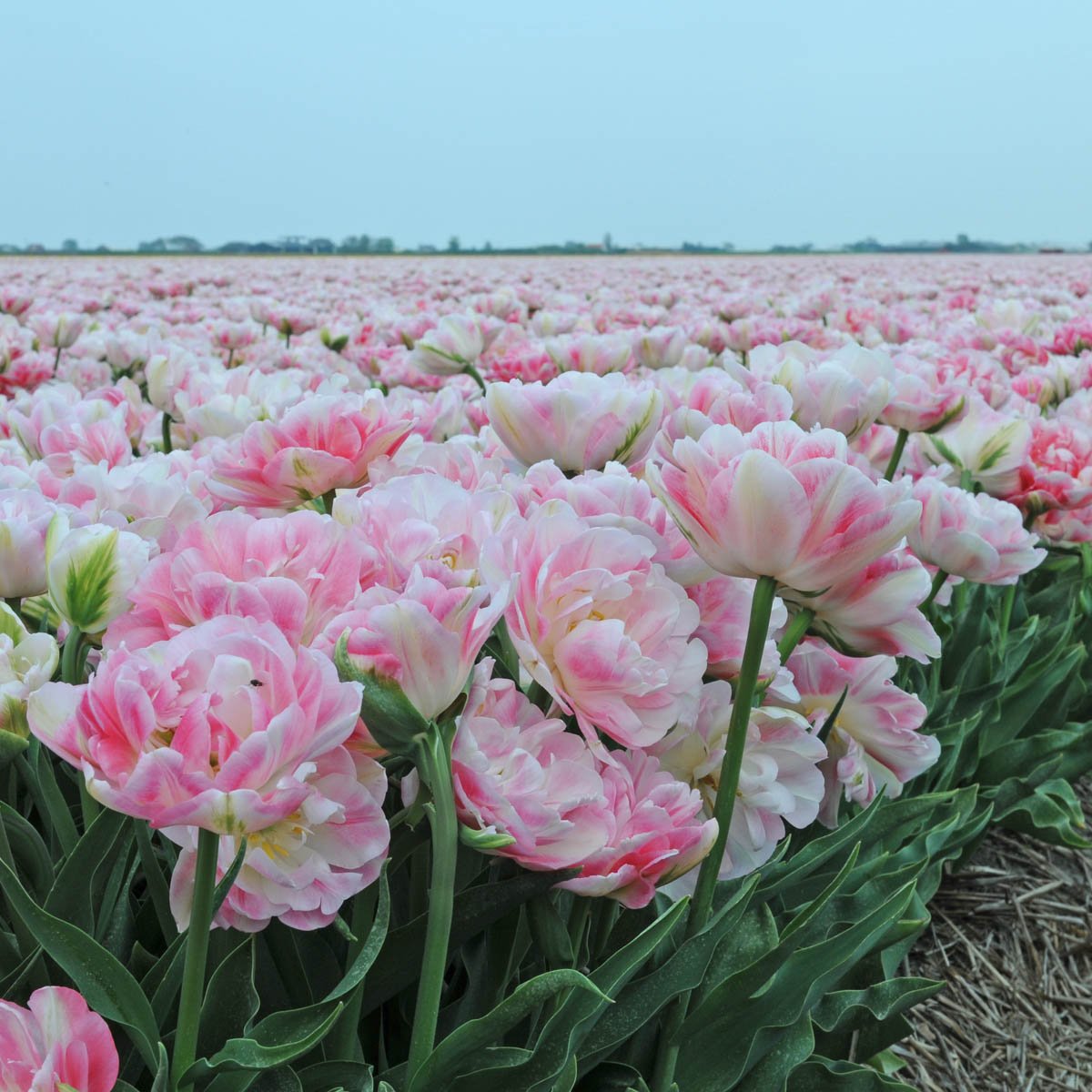 Finola - Tulips - Fluwel