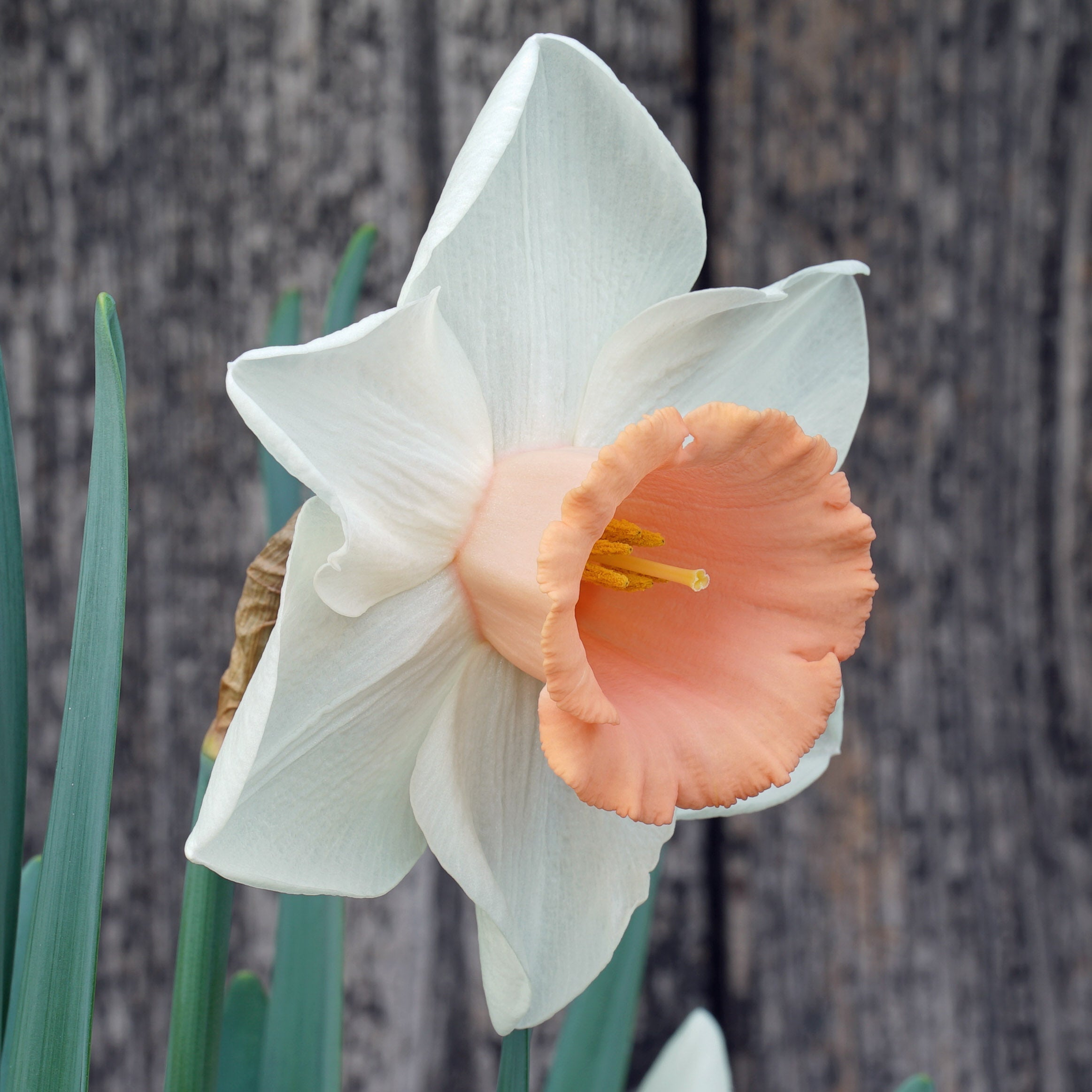 French Kiss - Special Narcissus - Fluwel
