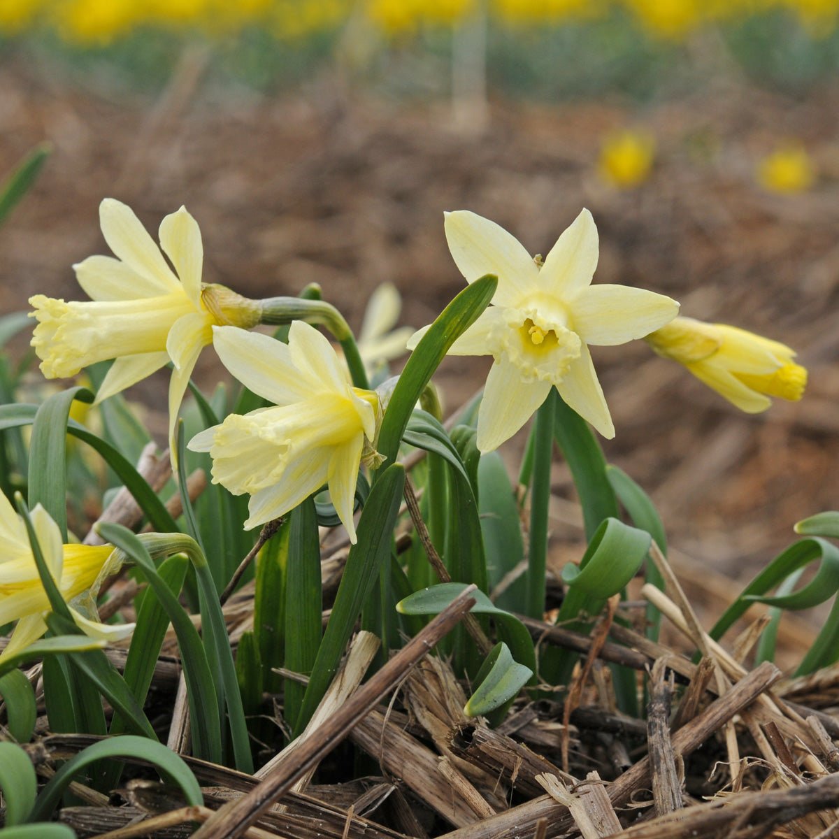 Gipsy Queen - Special Narcissus - Fluwel