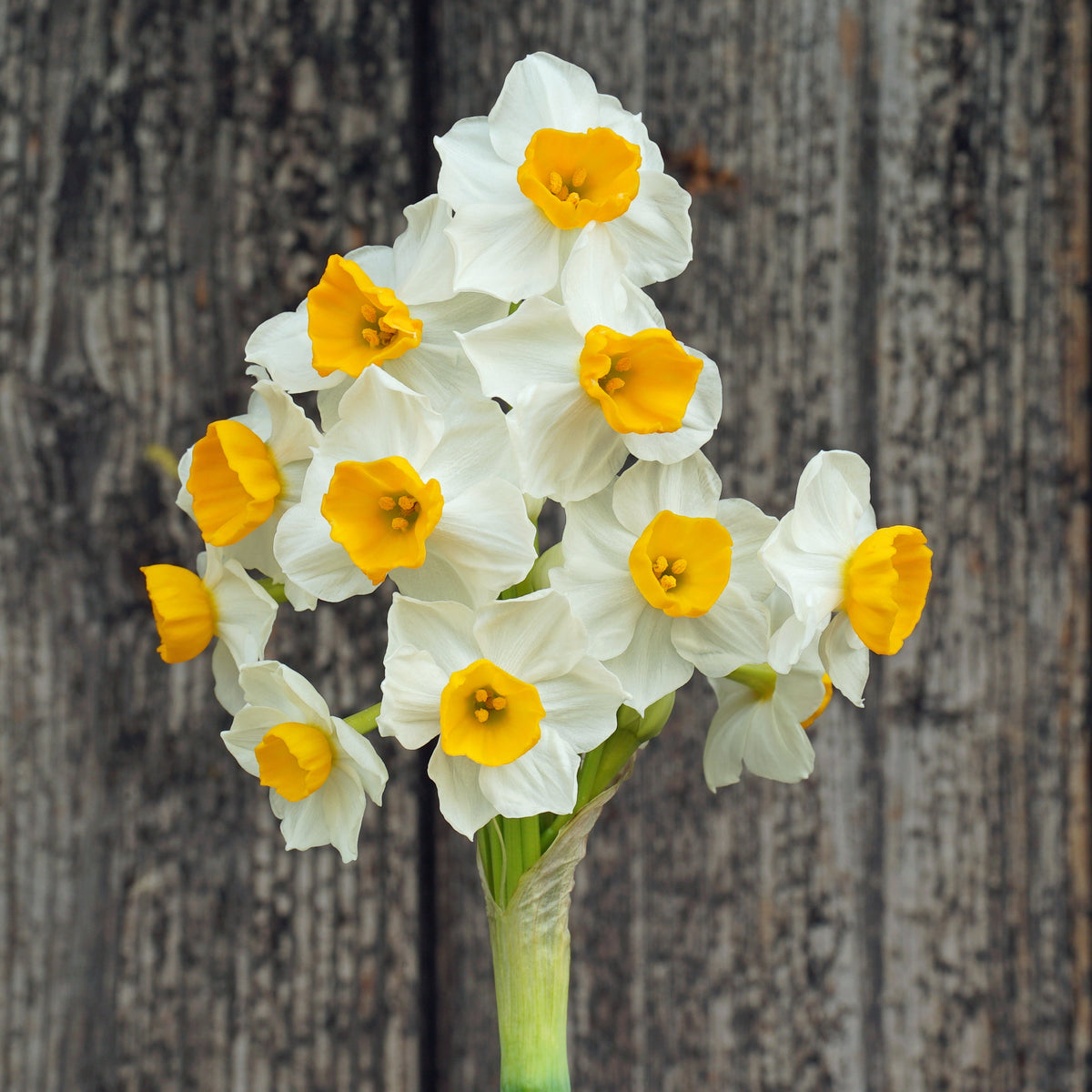 Gloriosus - wit-oranje-rode Tazetta narcis - Fluwel