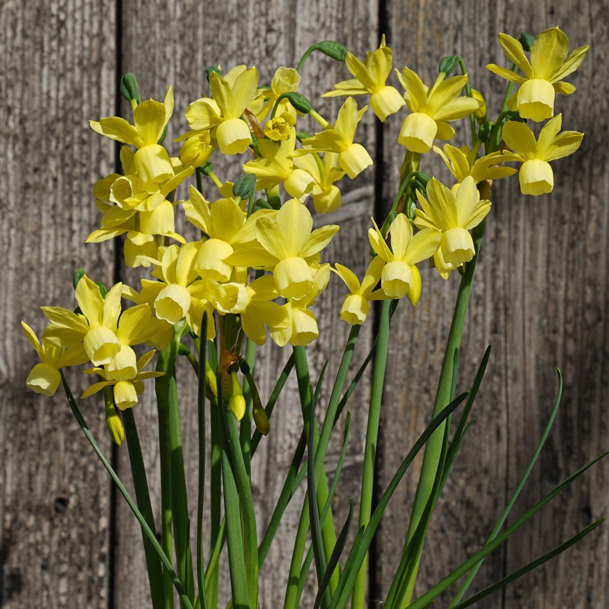 Golden Symphony - gele Triandrus narcis - Fluwel