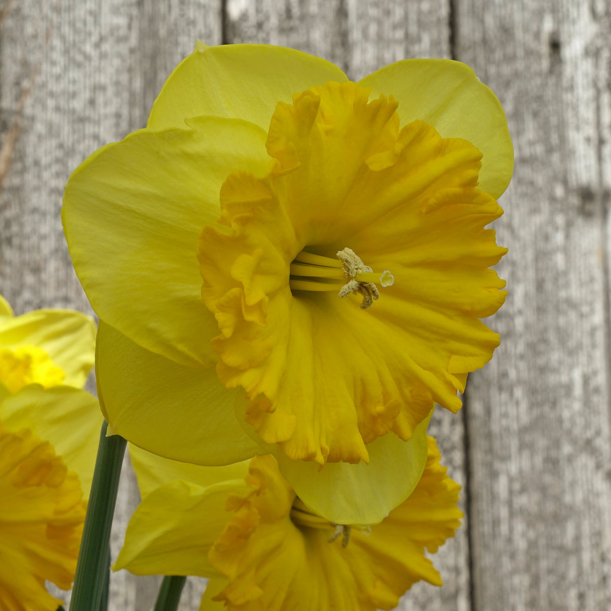 Goudgele Rakker - gele Large-cupped narcis - Fluwel
