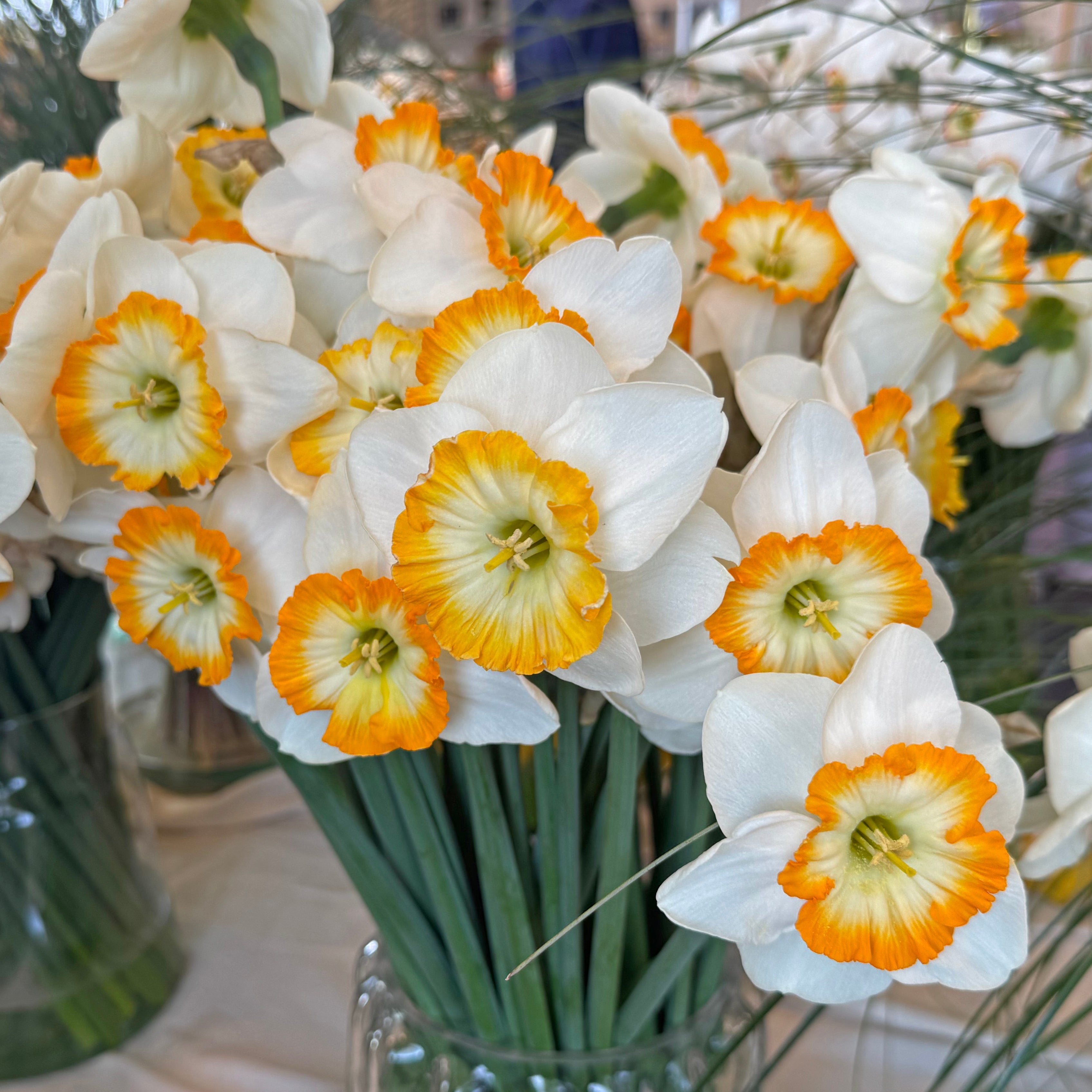 Happy Smiles - Narcissus - Fluwel