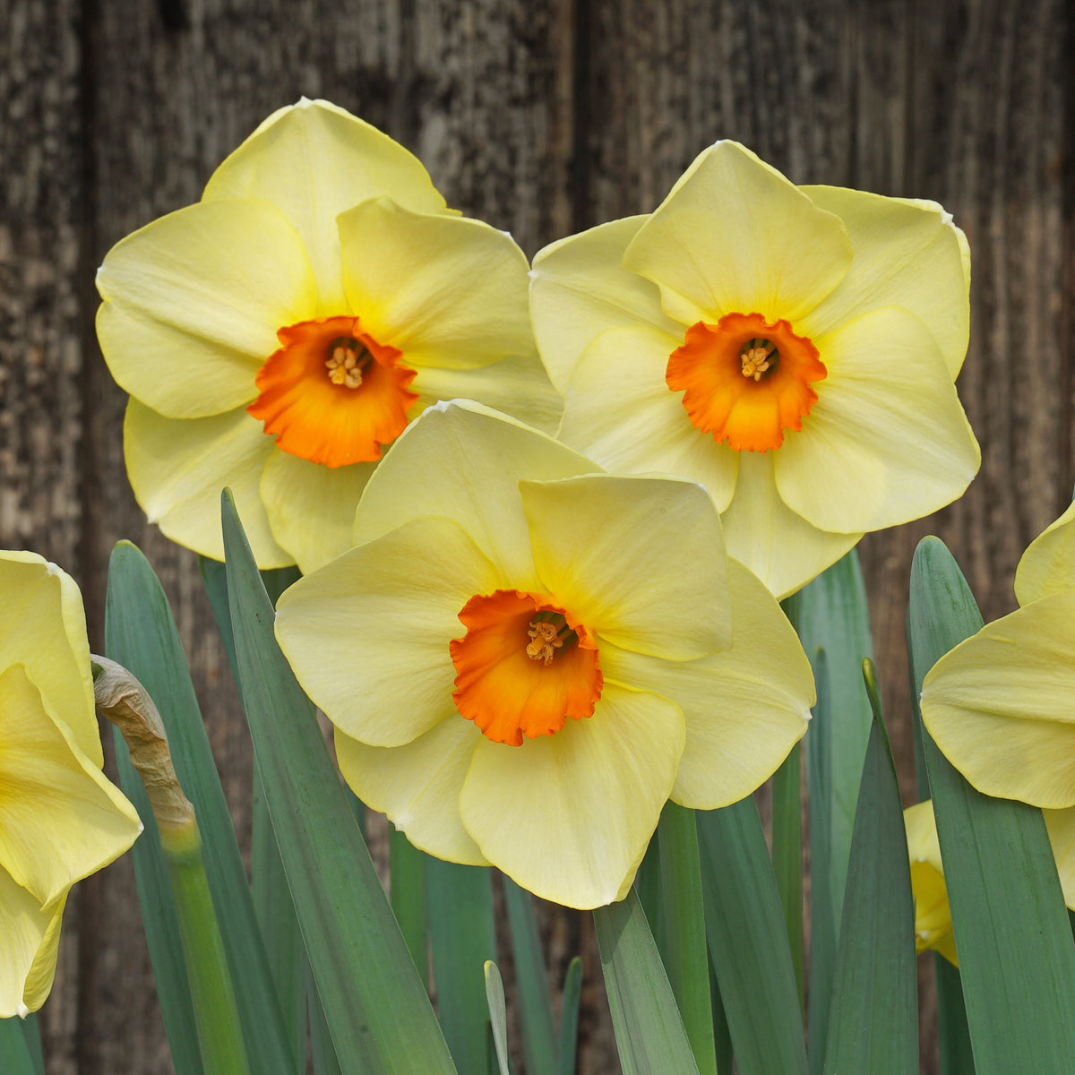 Hot Choice - geel-oranje-rode Small-cupped narcis - Fluwel