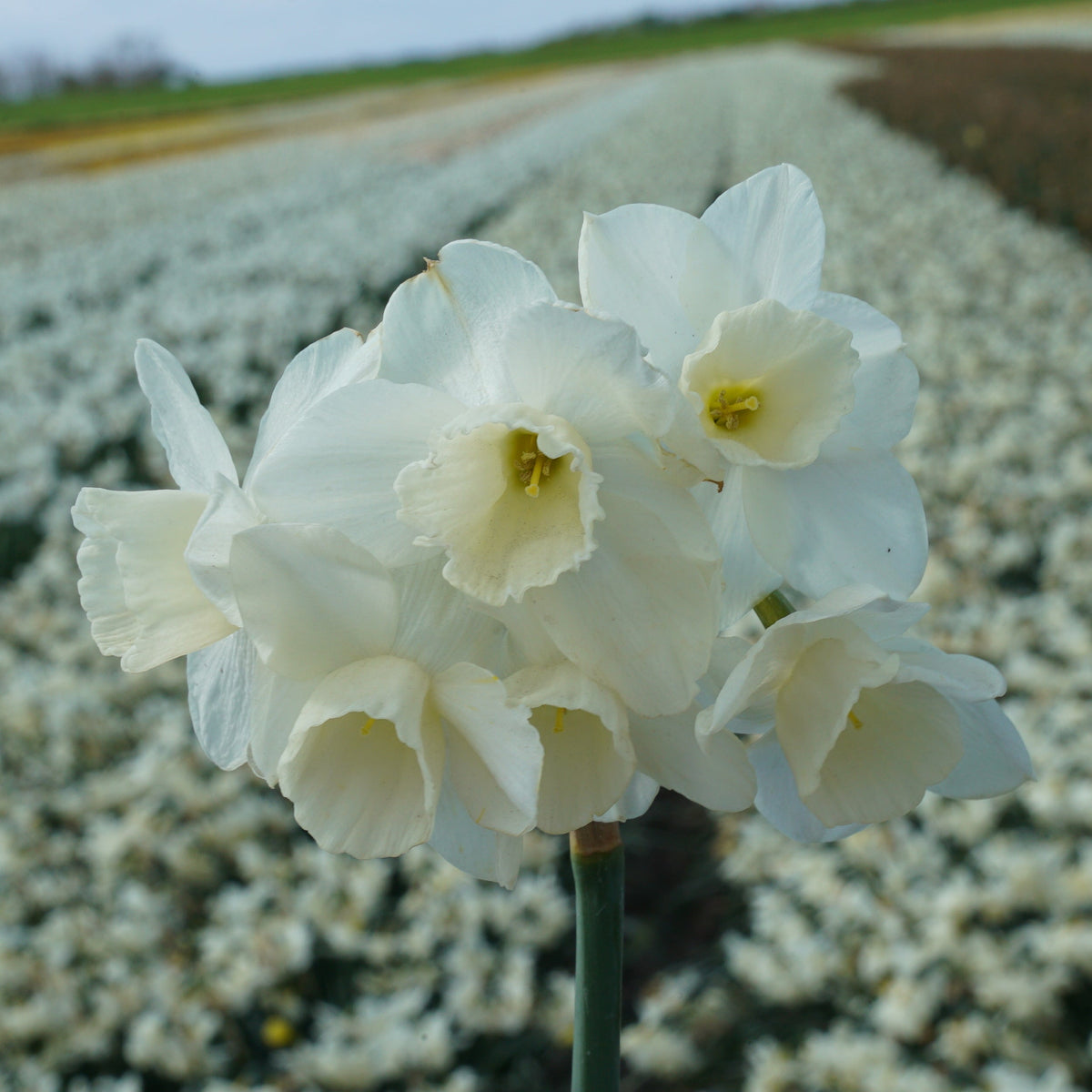 Hunter Morn - Narcissus - Fluwel