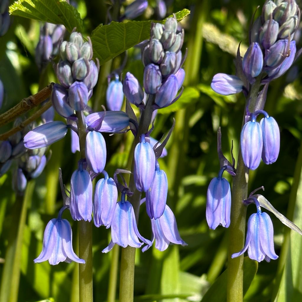 Hyacinthoides hispanica Excelsior - Spring specialty bulbs - Fluwel