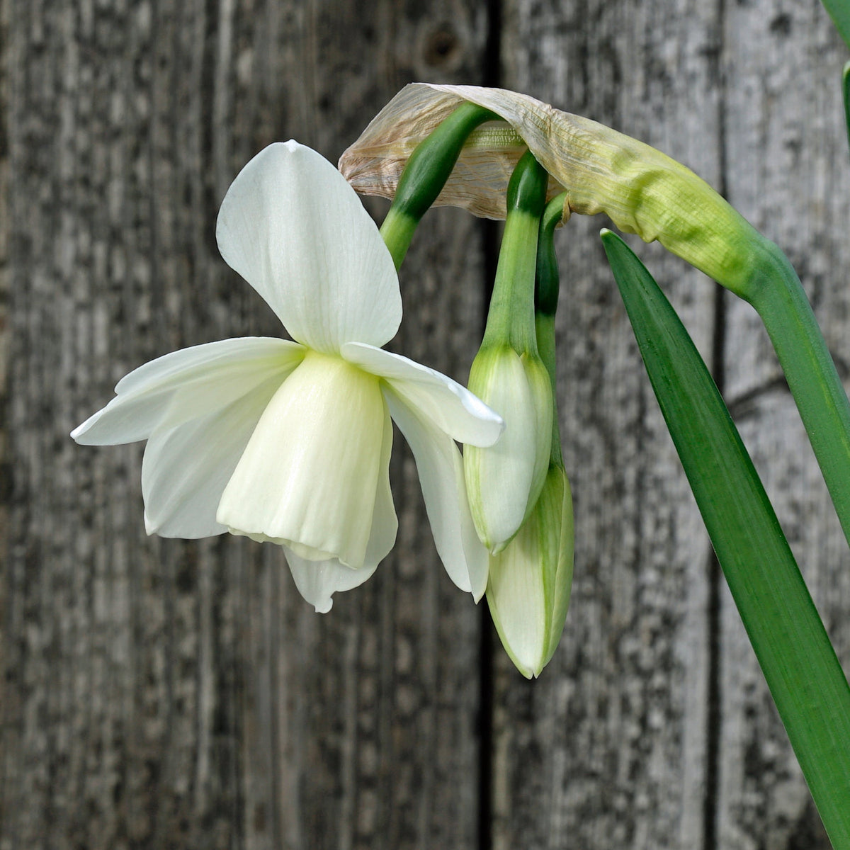 Ice Wings - Special Narcissus - Fluwel