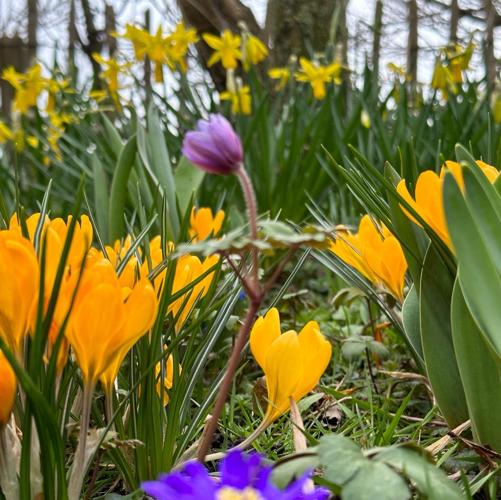 Crocus flavus Golden Yellow