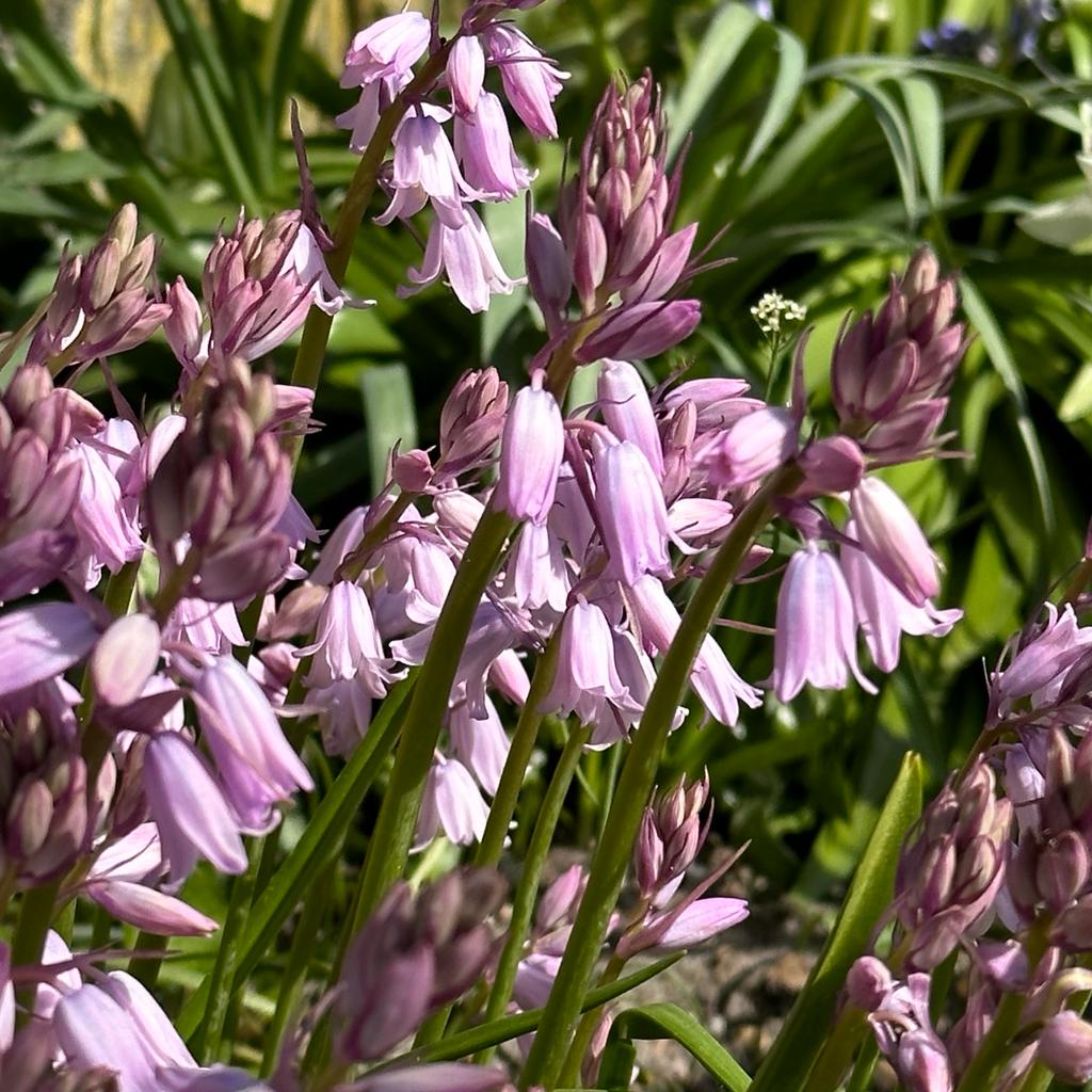 Hyacinthoides hispanica Rose Queen