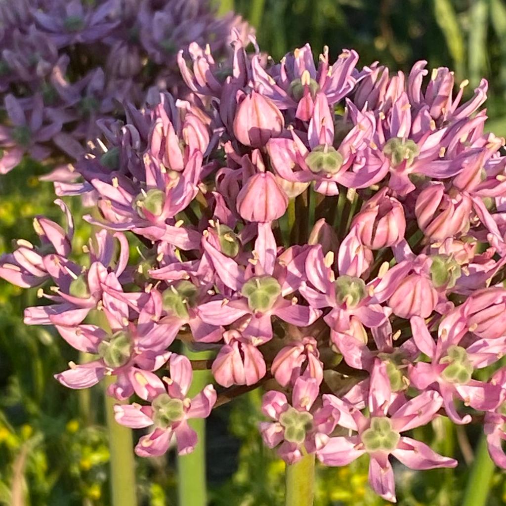 Allium Pink Jewel