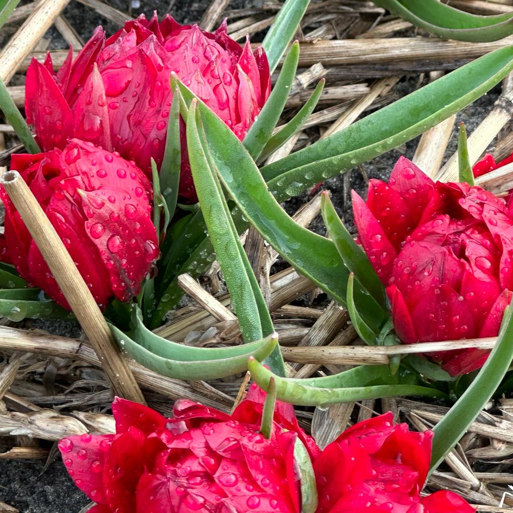 humilis Tete a Tete