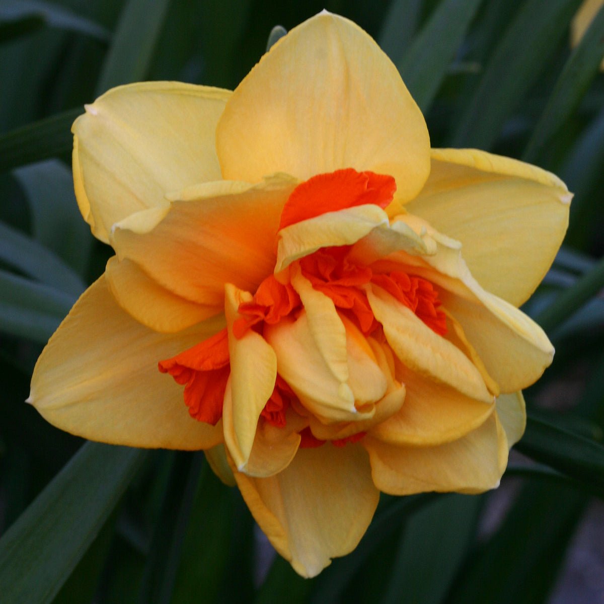Innovator - geel-oranje-rode Double narcis - Fluwel