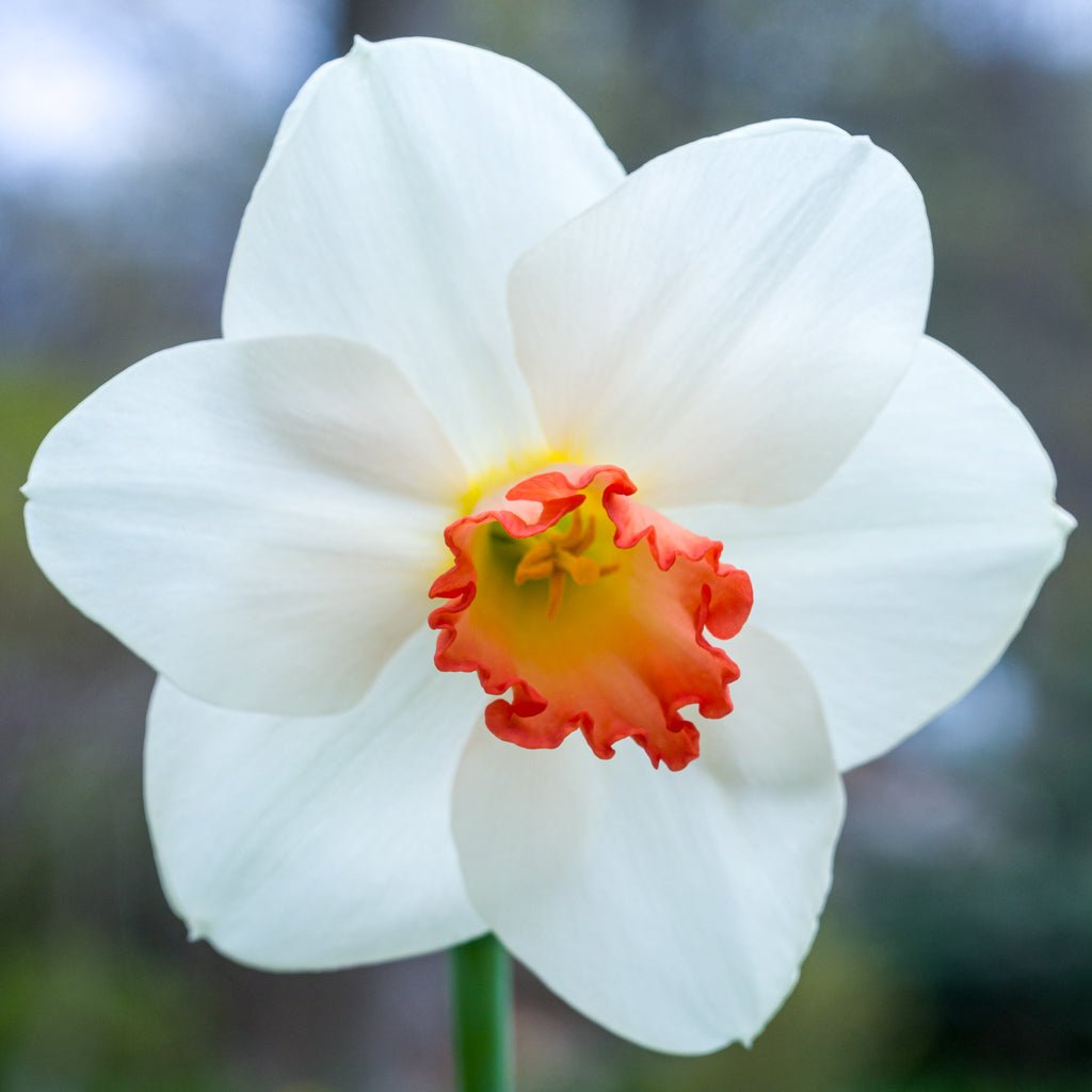 Jeu d' Amour - Special Narcissus - Fluwel