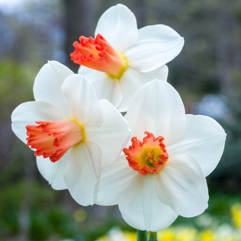 Jeu d' Amour - Special Narcissus - Fluwel