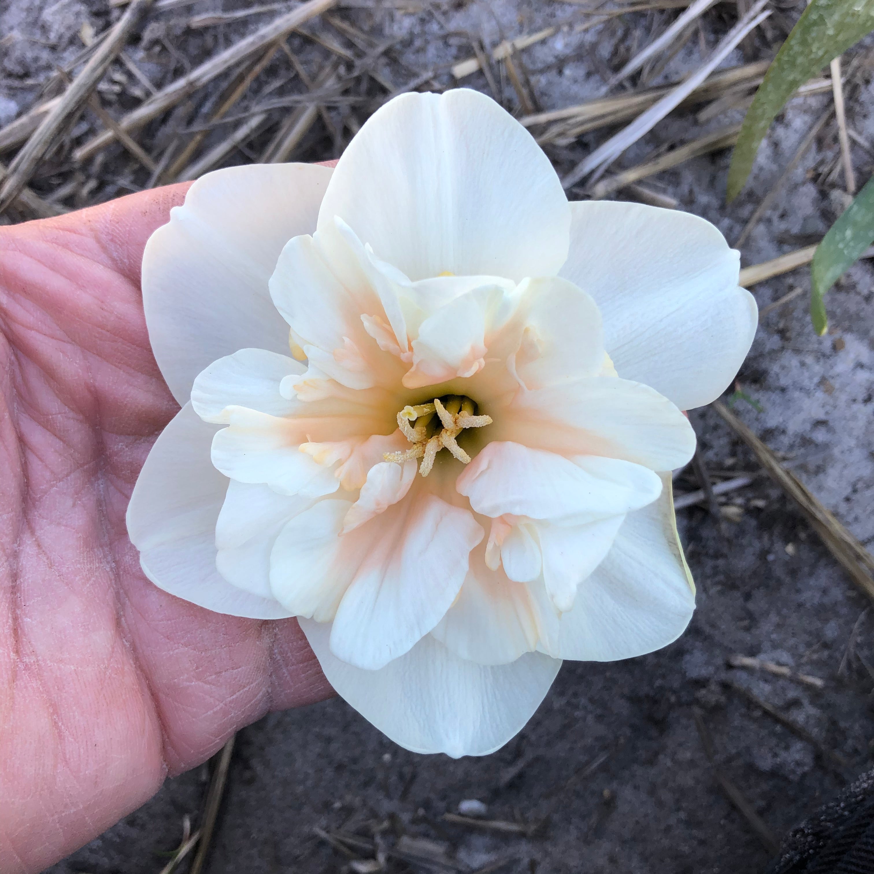Jodi - Special Narcissus - Fluwel
