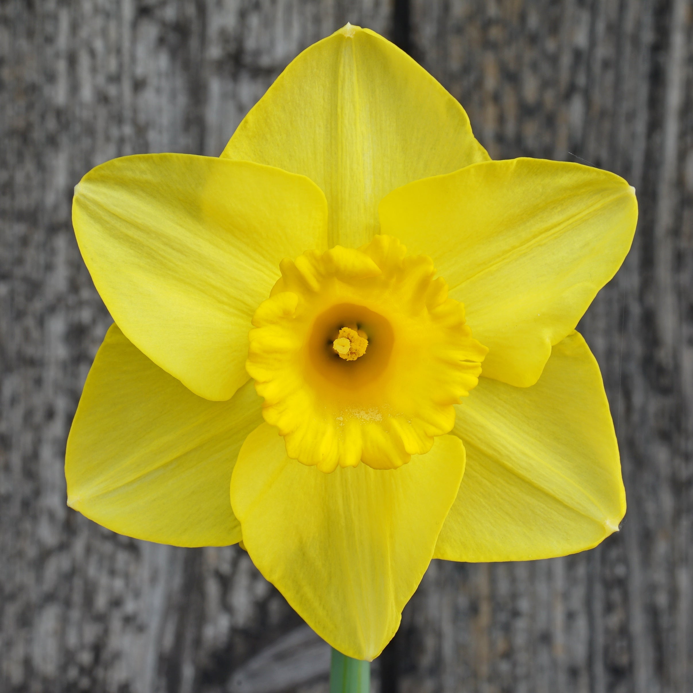 Jump Start - Special Narcissus - Fluwel