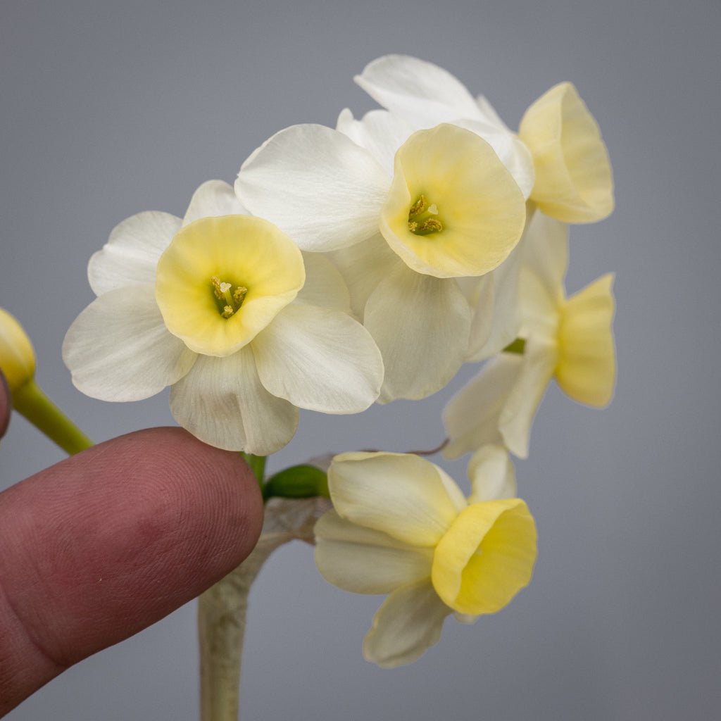 KayKay - Special Narcissus - Fluwel