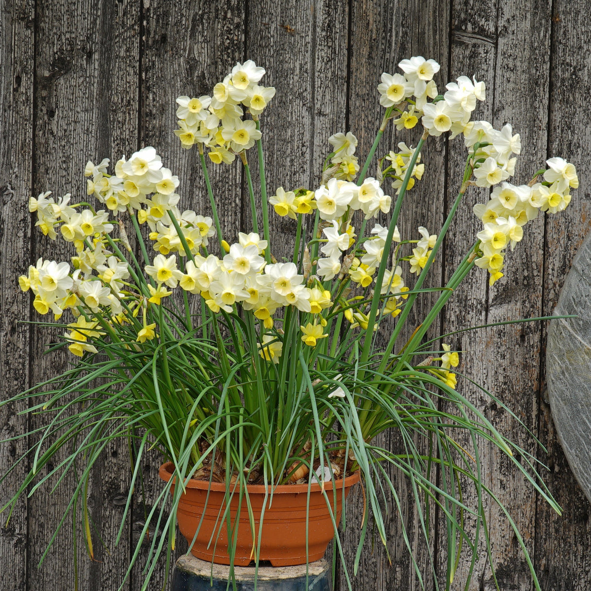 KayKay - Special Narcissus - Fluwel