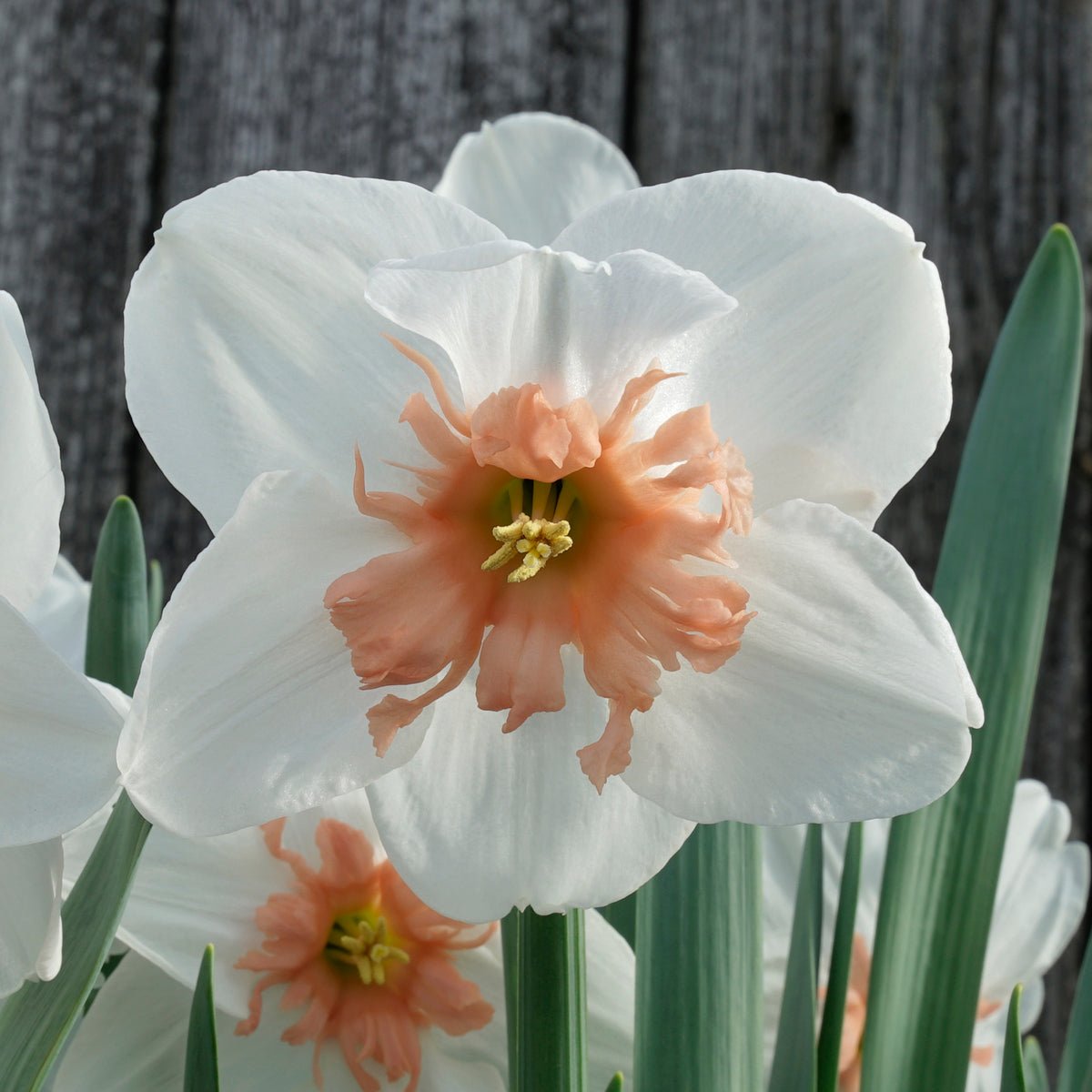 Let's Kiss - Special Narcissus - Fluwel
