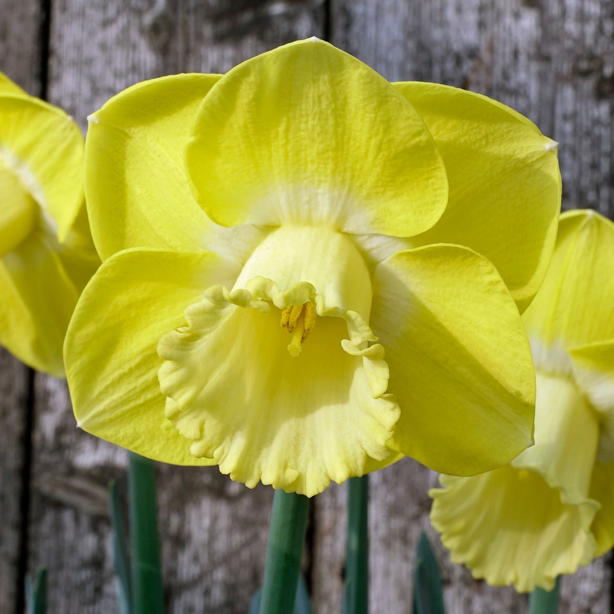 Lighthouse Reef - Special Narcissus - Fluwel