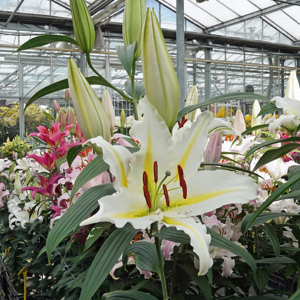 Lilium Baferrari - Lilies - Fluwel