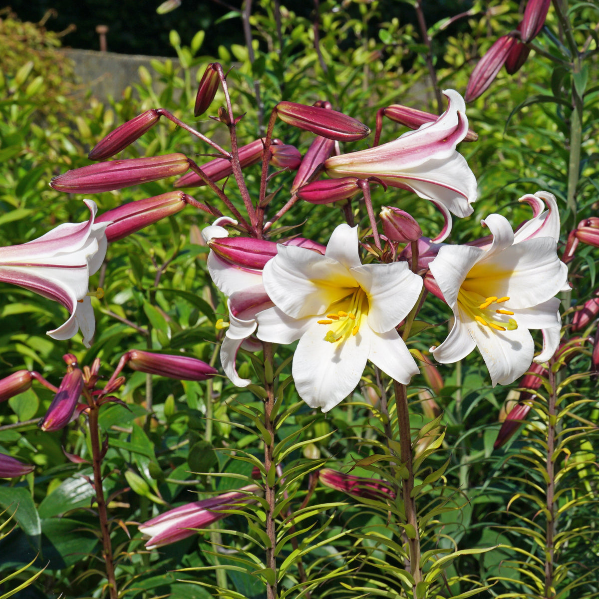 Lilium Regale - Lilies - Fluwel