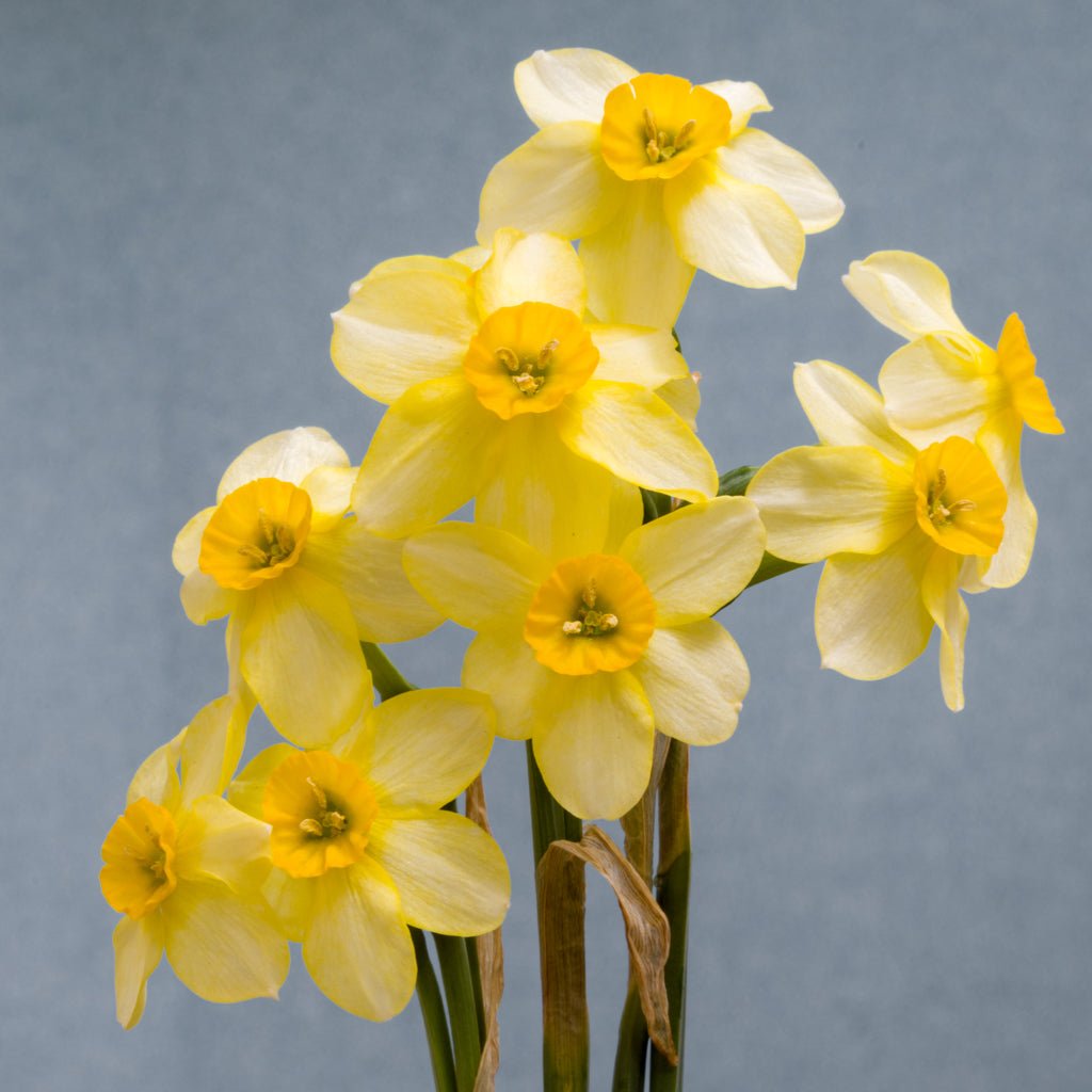 Little Rusky - Special Narcissus - Fluwel