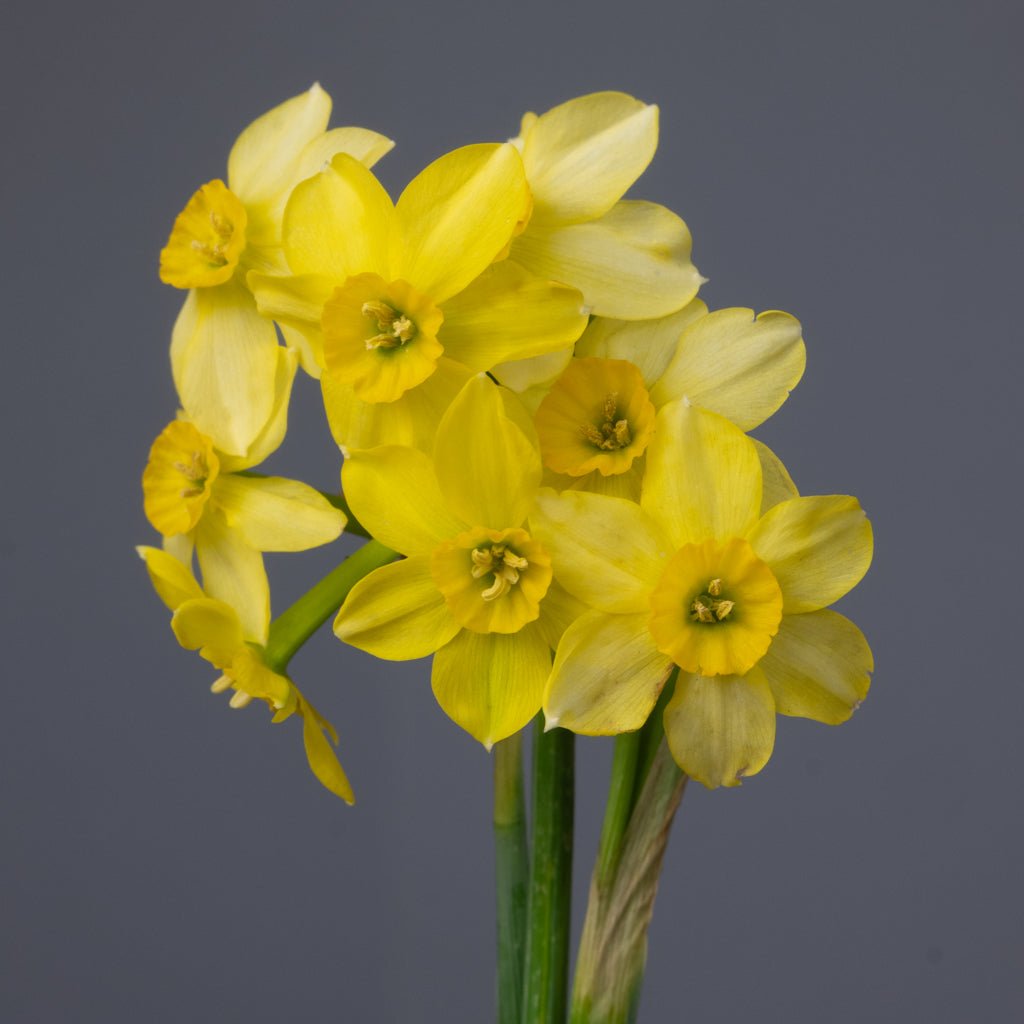 Little Rusky - Special Narcissus - Fluwel
