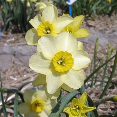 Little Rusky - Special Narcissus - Fluwel