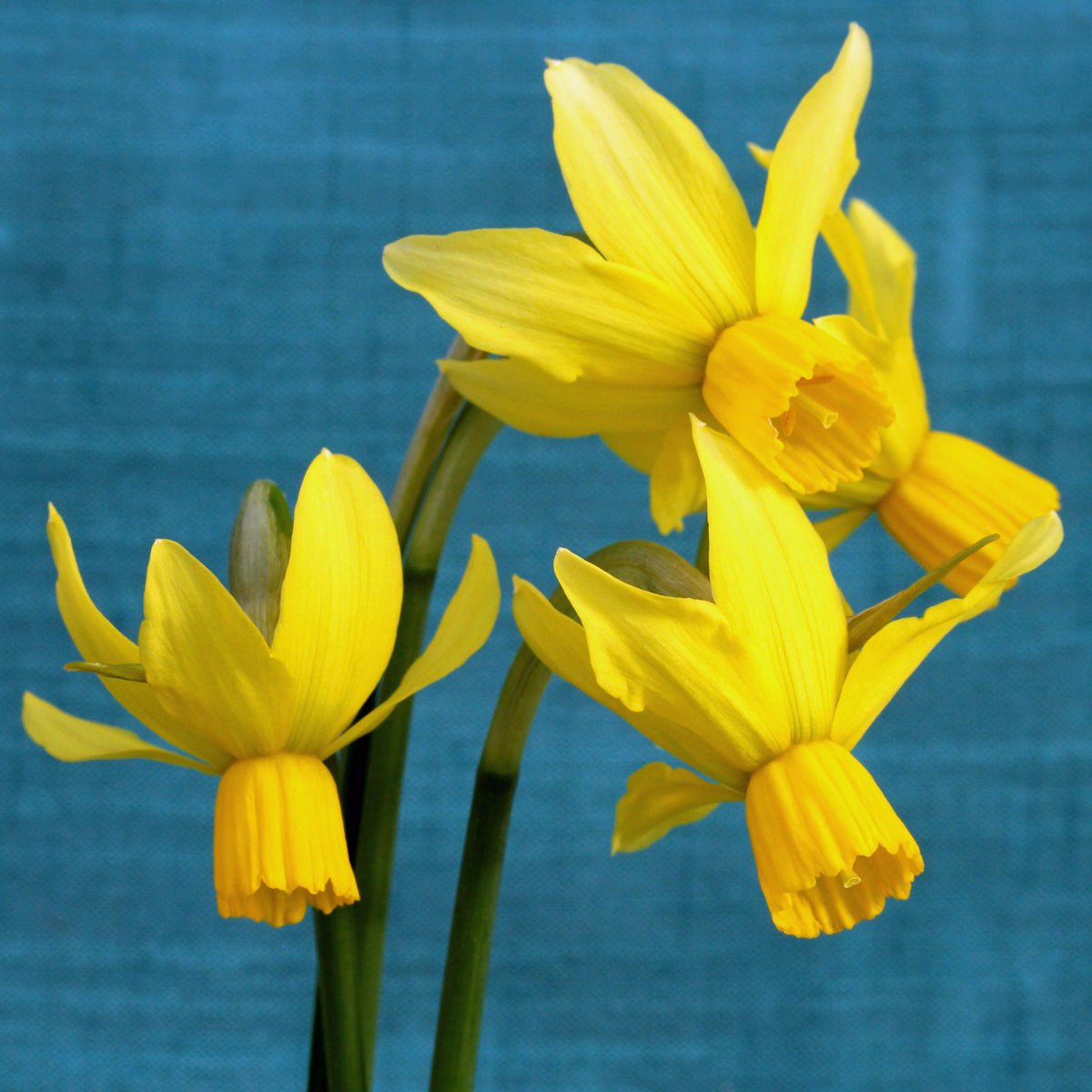 Little Surprise - Special Narcissus - Fluwel